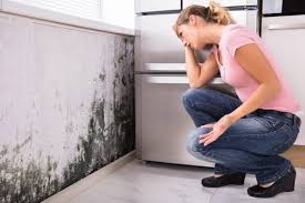 Best Commercial Mold Inspection  in Kent, WA